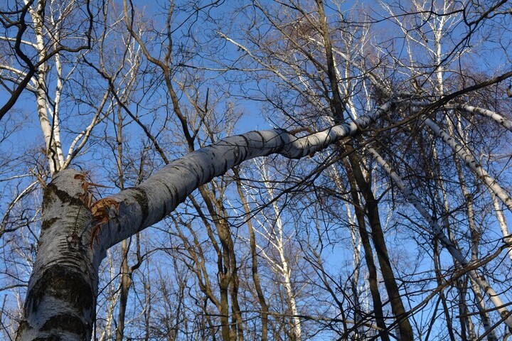 МЧС: в регионе ожидаются дождь, туман, сильный ветер и «температурные качели» от -2 до +21 градуса