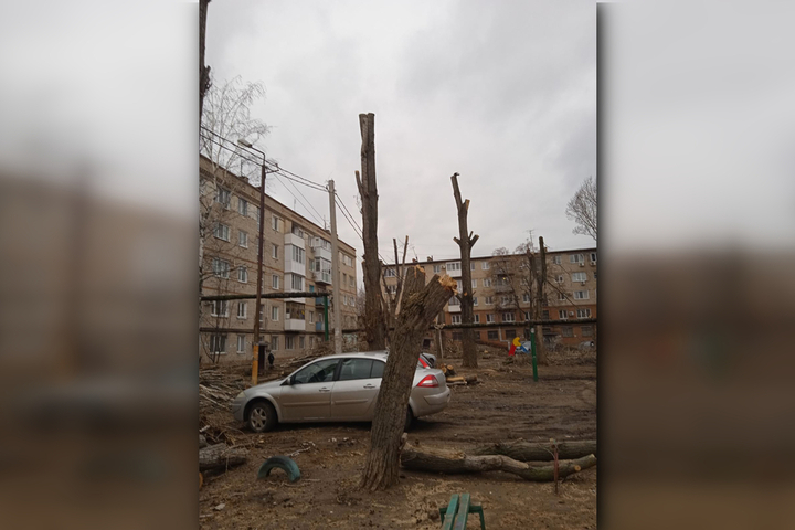 «Губят птиц»: покровчанка рассказала, что в Приволжском пилят деревья, на которых вьют гнёзда грачи