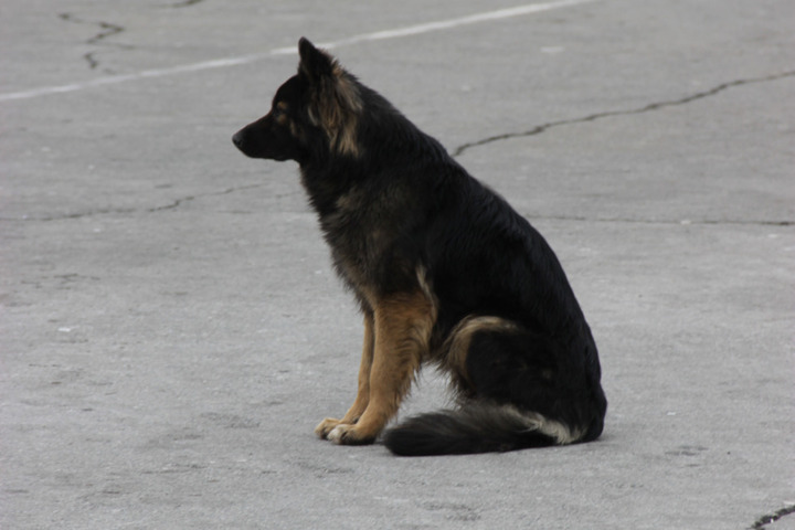 Бездомная собака покусала несовершеннолетнюю жительницу Заводского района