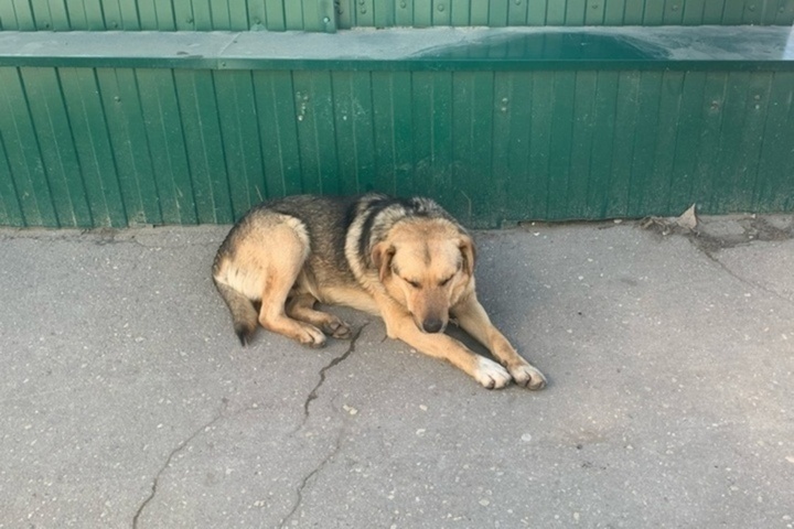 В Заводском районе собака укусила подростка за ногу: случаем занимаются прокуроры