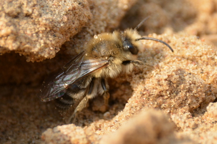 Энгельсские власти предупредили пчеловодов об опрыскивании полей химикатами