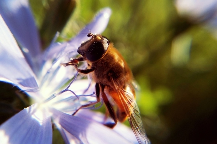 В Петровском районе из-за ядохимикатов погибли пчёлы