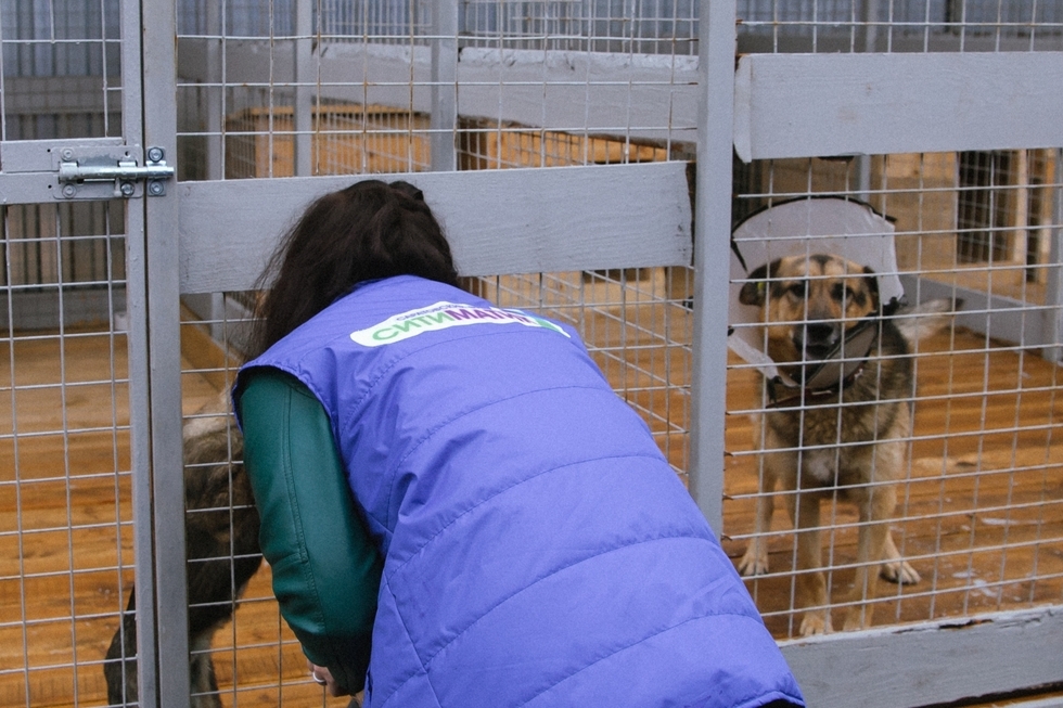 «Бумажный пёс» собрал более 4 тонн макулатуры на закупку корма приюту для животных