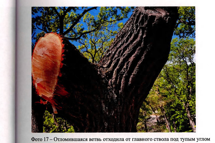Дуб № 63 на участке № 5: эксперт изучил дерево, ставшее причиной трагического ЧП в саратовском парке и установил, что показаний для его вырубки или проведения защитных мероприятий до отлома ветки не имелось