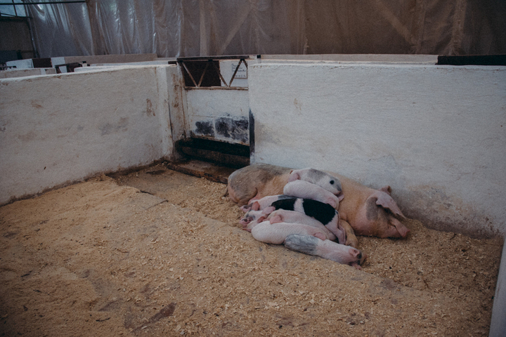 Чрезвычайное положение из-за АЧС в Хвалынском районе. Главный ветеринар рассказал, что сумма ущерба, которую выплатят за убой 8 тысяч свиней, устанавливается
