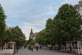 На проспекте Столыпина планируют спилить деревья 
