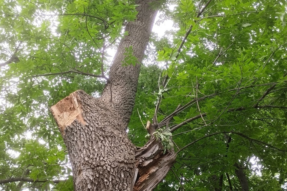 Нависшая угроза: обрушение ветки в «Липках» могло привести к очередной трагедии, но власти Саратова словно не желают видеть проблему старых деревьев в городе