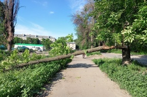 Горожанка рассказала о ветви дерева, которая упала на пешеходную дорожку рядом с детским садом