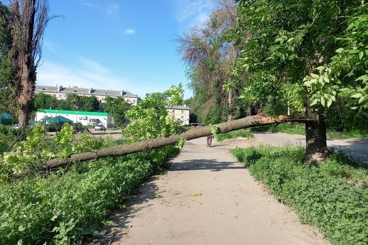 Горожанка рассказала о ветви дерева, которая упала на пешеходную дорожку рядом с детским садом