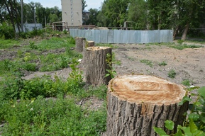В скверах и на улицах областного центра собираются спилить ещё порядка 150 деревьев