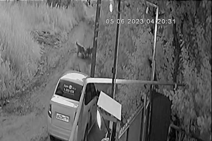 В Заводском районе Саратова стая собак загнала, окружила и разорвала кота (видео)