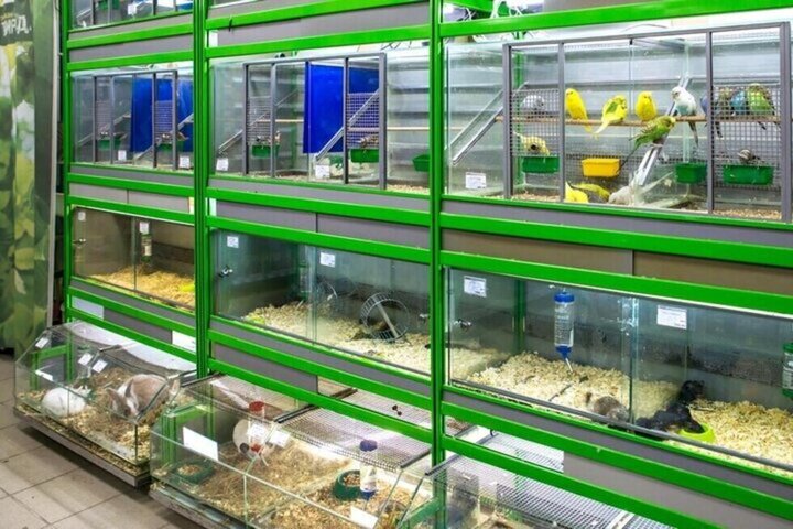 Правительство утвердило требования к содержанию животных в зоомагазинах, на птичьих рынках и для заводчиков