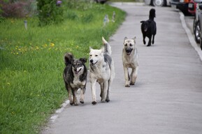 Районная администрация объявила торги на отлов бездомных собак за миллион рублей