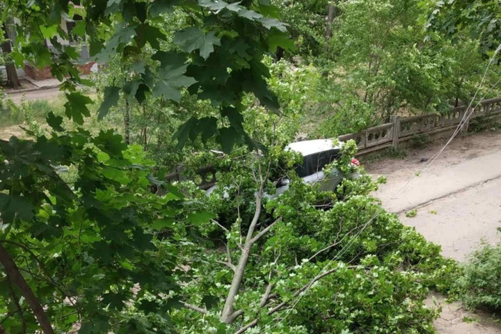«Весь двор в зарослях опасных деревьев»: в Балаково дерево рухнуло на машину