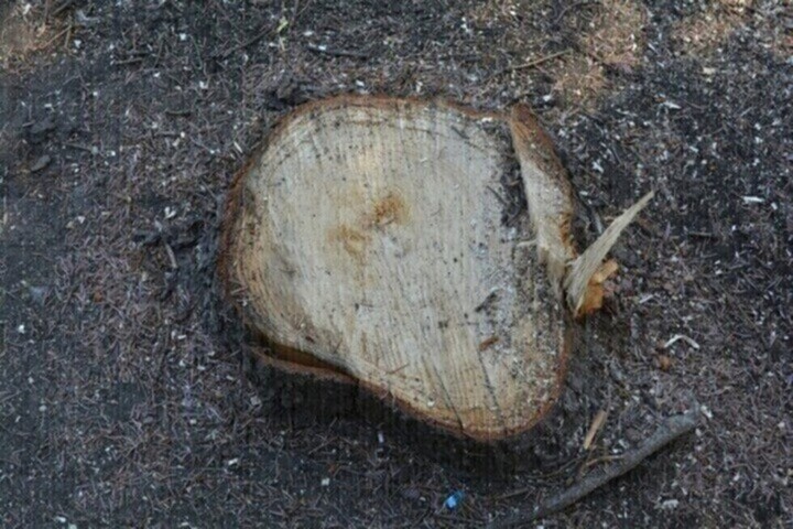 В Саратове ожидается массовый спил деревьев