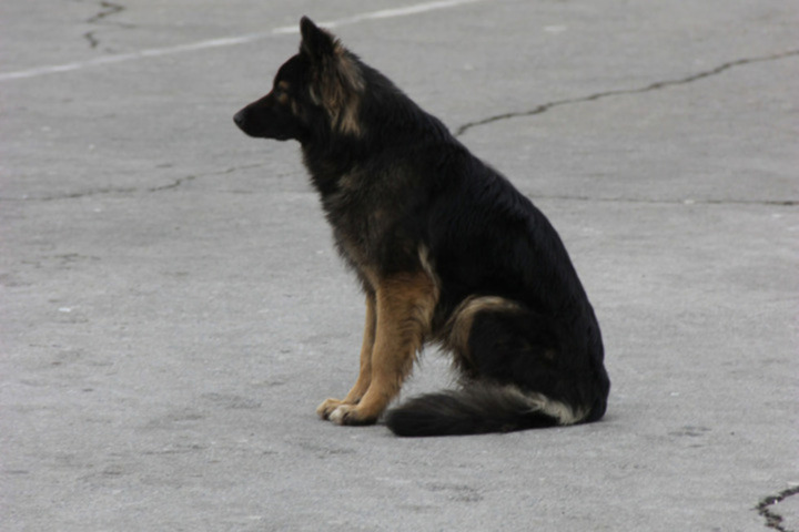 Бездомная собака напала на пенсионерку в Татищево