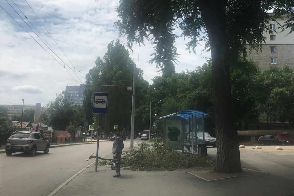 В Саратове на остановке общественного транспорта ветка дерева упала на 60-летнюю женщину: она в больнице