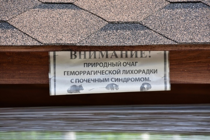 Роспотребнадзор: с начала года в Саратовской области мышиной лихорадкой заболели более 30 человек