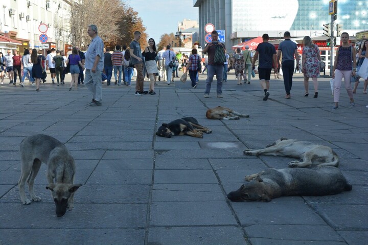 В Саратове за 9,6 миллиона отловят больше тысячи бездомных собак. Но не во всех районах