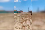 Казнь саратовская: в сети распространяется видео с полчищами саранчи (рассказываем, что с ним не так)