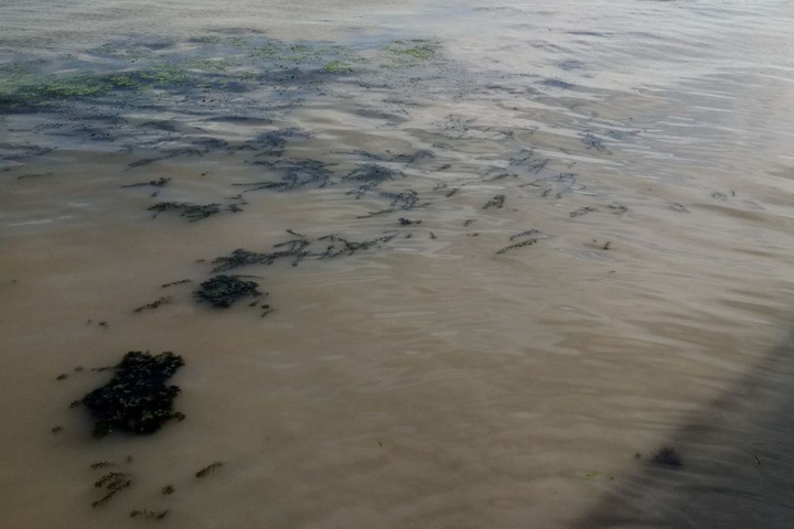 Саратовцы заметили недалеко от нового пляжа слив в Волгу «непонятной белой жидкости»: фото