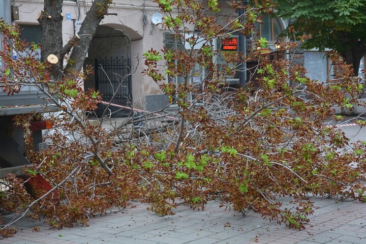 В Саратове планируют спилить еще 48 деревьев в разных районах города