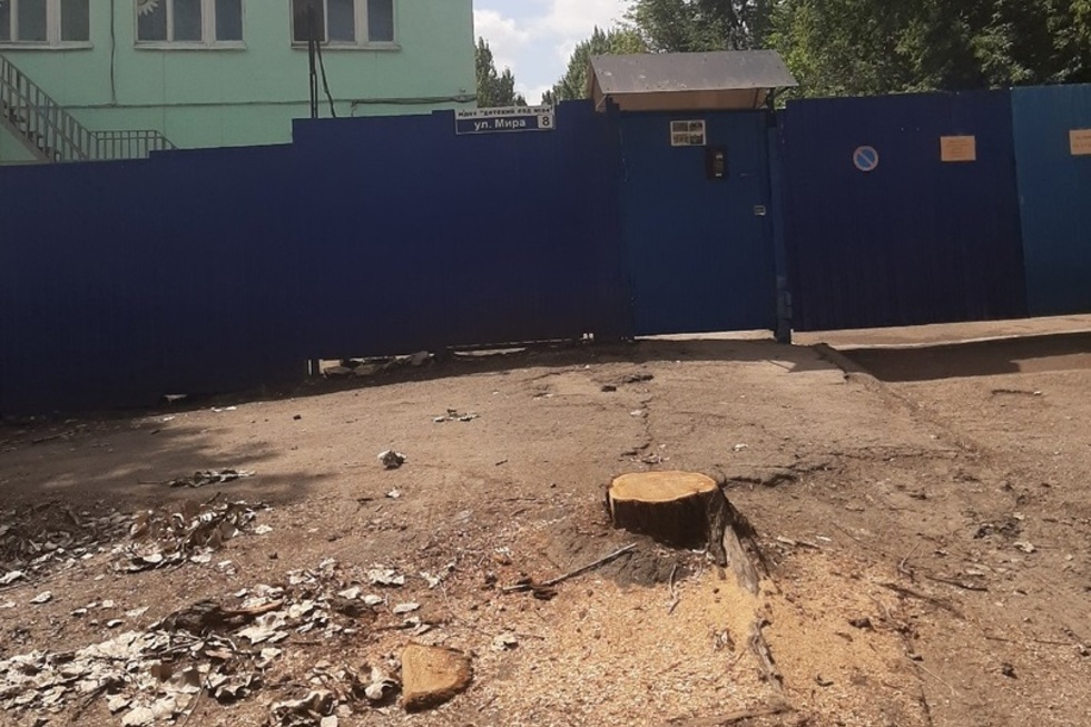 Жительница Саратова пожаловалась на «уничтожившую» деревья в Ленинском районе УК
