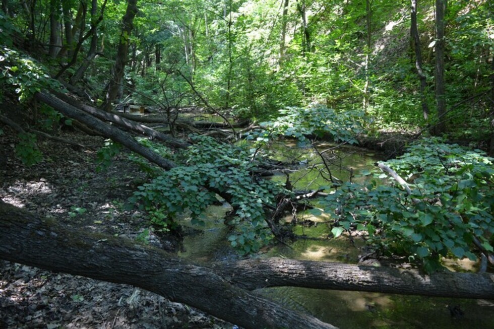 В Красноармейском лесничестве вырубили дубы, клёны и берёзы почти на 3,5 миллиона рублей