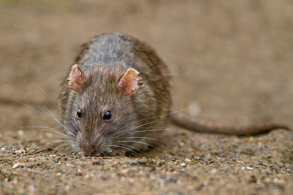 Крысы терроризируют жителей пятиэтажки в Заводском районе