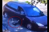 Водитель переехал спящую собаку и скрылся: теперь у него отберут права или отправят под арест
