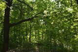 Жителям Саратовской области запретили ходить в лес: рассказываем, почему и как долго