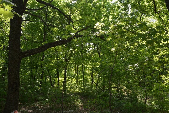 Жителям Саратовской области запретили ходить в лес: рассказываем, почему и как долго