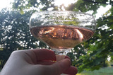 Сира и Пино-гри: эксперты считают, что Саратовская область может получить статус винодельческой 