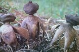 Срок за «тихую охоту»: рассказываем, за сбор каких грибов теперь можно будет сесть по новой статье УК, в том числе в Саратовской области