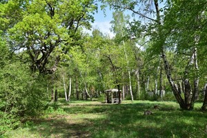 Губернатор разрешил мэрии Саратова вырубку деревьев на Кумысной поляне: горожане уже обратились в приемную Бастрыкина