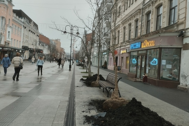 На проспекте Столыпина в очередной раз высаживают деревья-крупномеры взамен не прижившихся. Клены обошлись бюджету в 3,7 миллиона