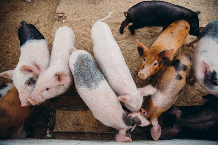 На свиноферме в Энгельсском районе животных не считали и не защищали от болезней. Владельцу назначен штраф