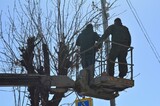 Парковки, дороги и гаражи: в Саратове спилят еще прочти 50 деревьев