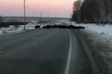 «Я ещё такого не видела»: в соцсетях распространяется ролик, на котором запечатлено стадо кабанов, перебегающих трассу