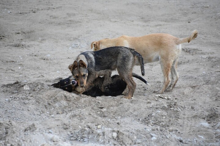 Саратовчанка рассказала о расстреле собак в Гагаринском районе: живодера ищут