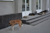 В Саратовской области власти обещают с апреля отлавливать собак по-новому (в Балаково срывают исполнение поручения губернатора)