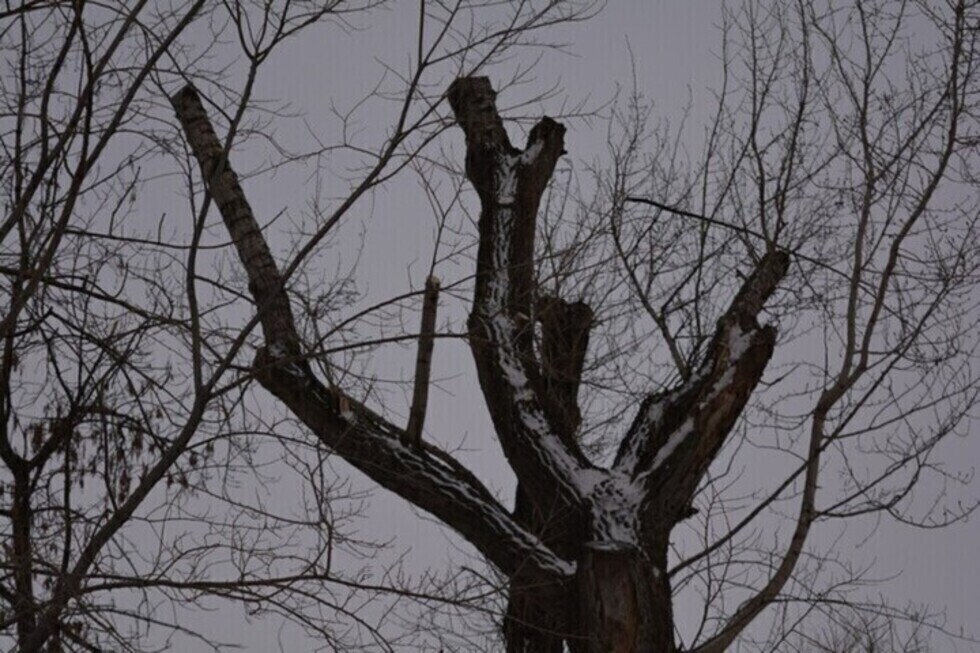 В Энгельсском районе спил дерева обернулся сломанными рёбрами: возбуждено уголовное дело