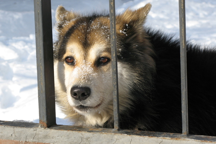 В Энгельсском районе на бездомных собаках до конца весны освоят больше 1,2 миллиона рублей