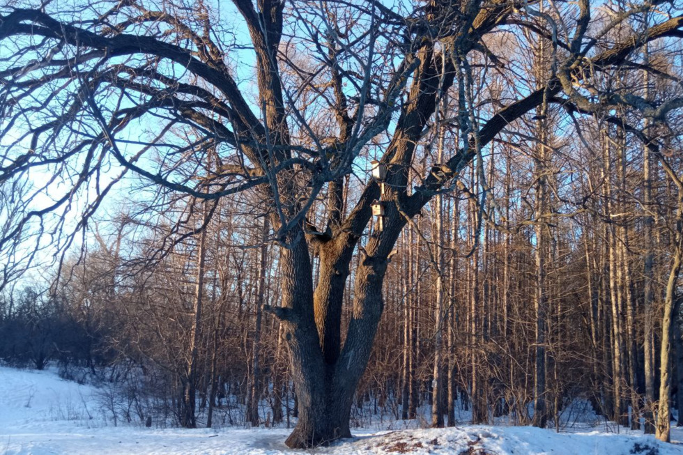 Дуб из недавно созданной особо охраняемой территории в Энгельсе посоревнуется с другими деревьями на всероссийском конкурсе