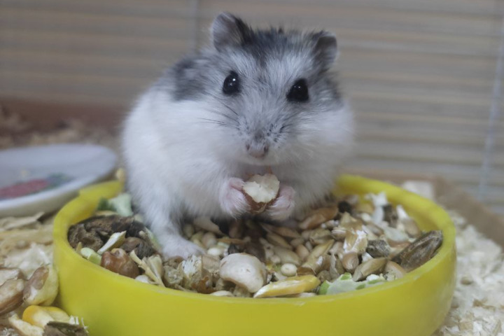 В саратовском ТЮЗе появился пушистый артист 