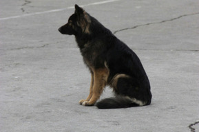 В Саратове ищут догхантеров, отравивших собак в Поливановке