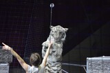 В Госдуму внесен закон о запрете на цирковые номера с животными и о реабилитационных центрах для зверей