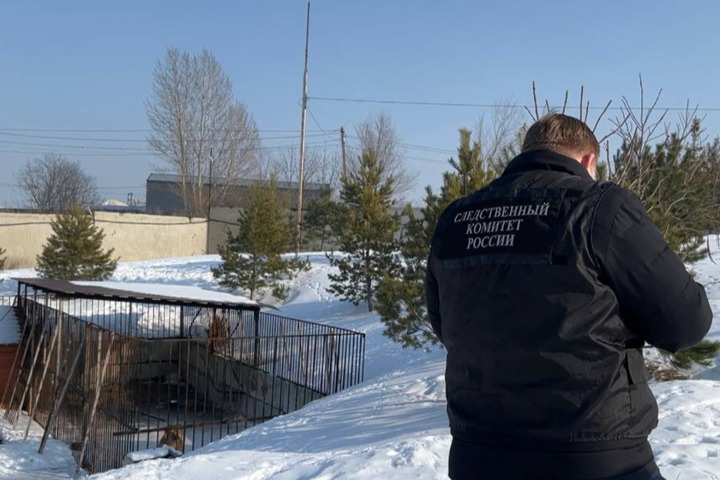 Нападение льва на девочку в Саратове: возбуждено уголовное дело