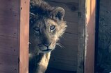 Льва, напавшего на девочку в Саратове, увезут в другой регион