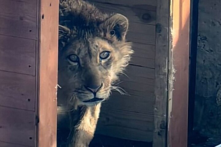 Льва, напавшего на девочку в Саратове, увезут в другой регион